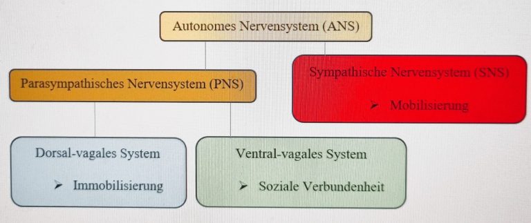 Schematische Darstellung des Nervensystem nach der Polyvagaltheorie