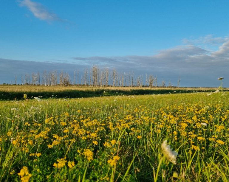 Blumenwiese symbolisiert eine Reise in der Imagination